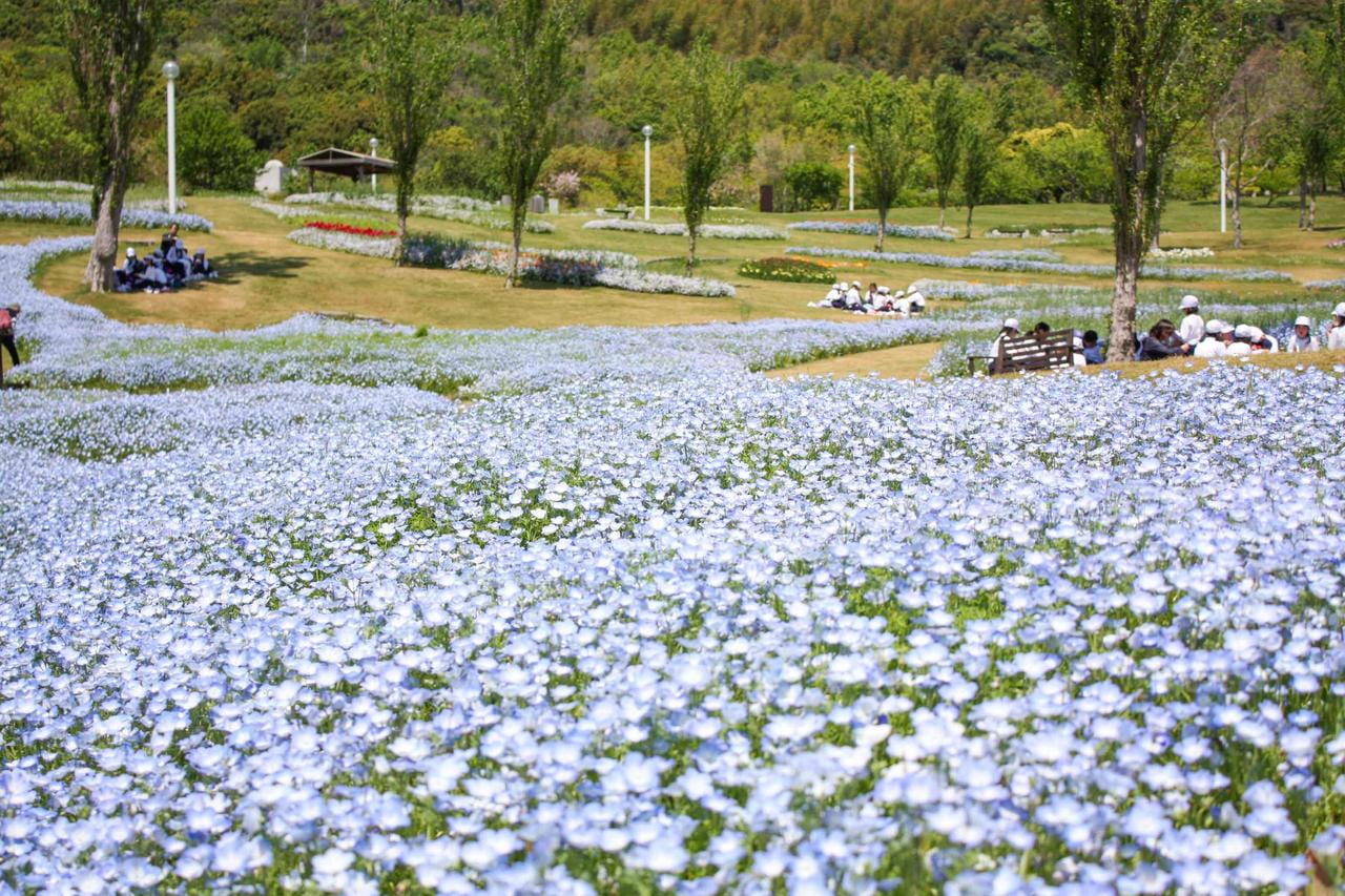 淡路島国営明石海峡公園のネモフィラ・インシグニスブルーが満開の写真.jpg