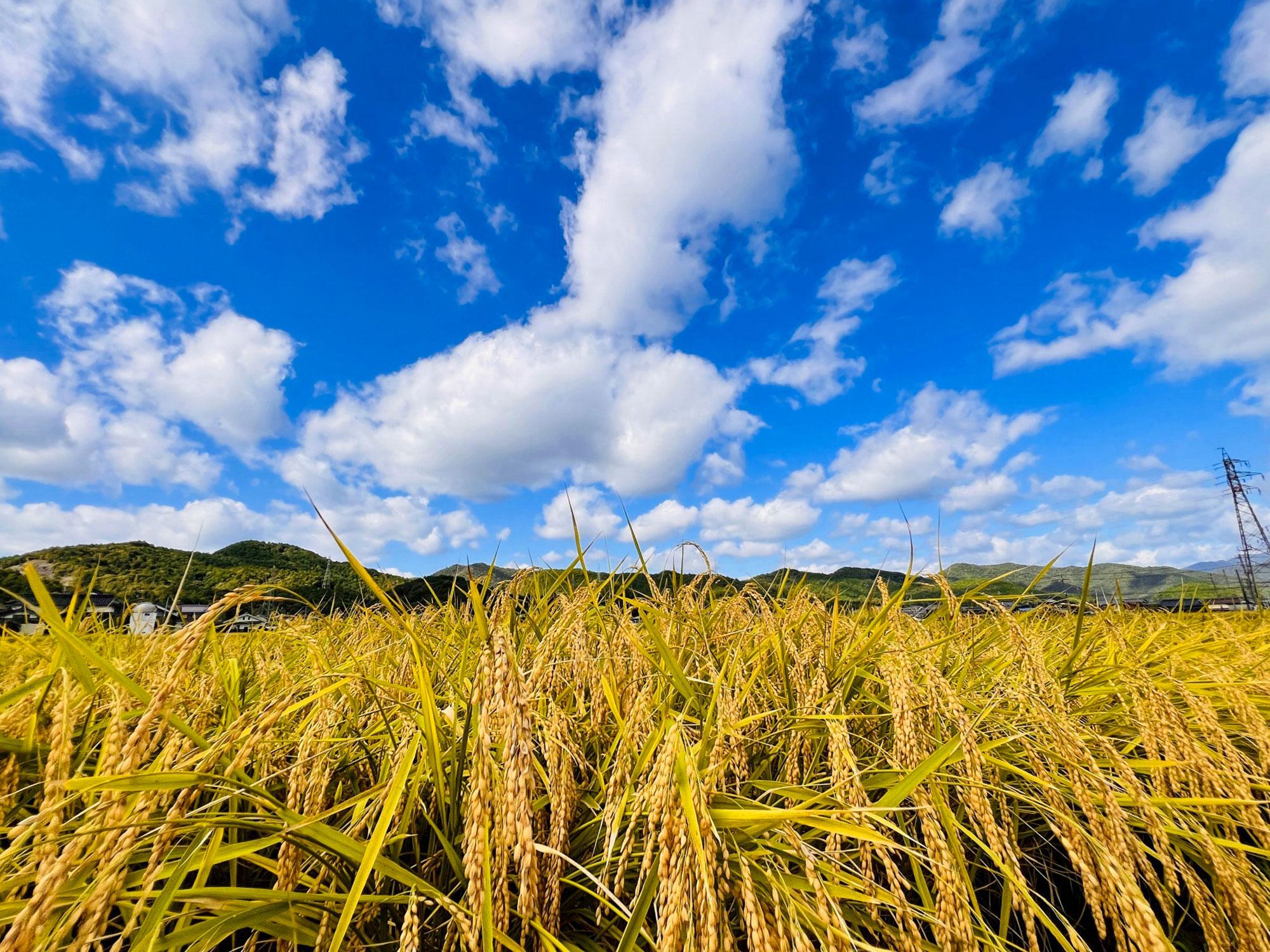 加工済_2503_兵庫県産山田錦02_03.jpg