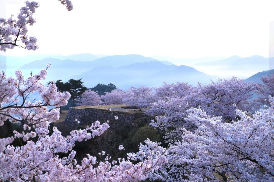 竹田城昼桜の写真