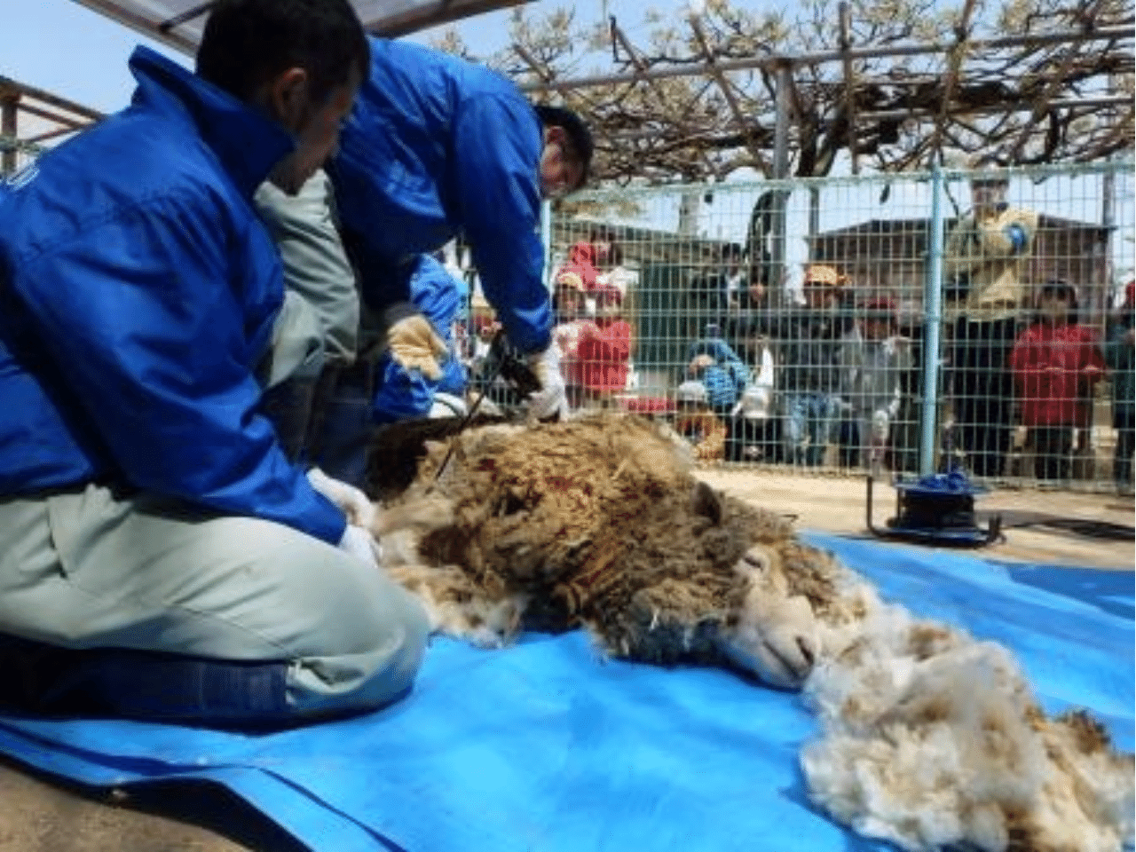 毛を刈られる羊