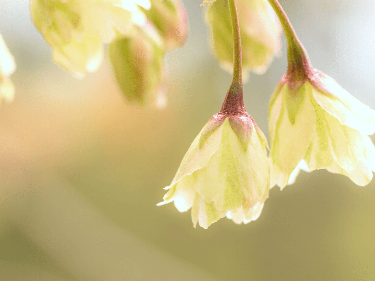 開花途中の桜