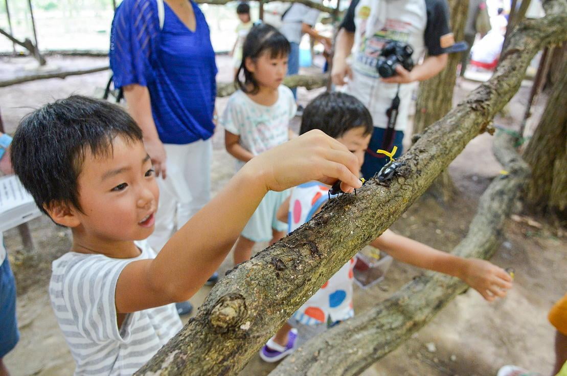 関西 兵庫 昆虫と遊ぼう 見て触れて学べる昆虫館5選 最新イベント 休館情報も みつけて播磨情報サイト 姫路みたい