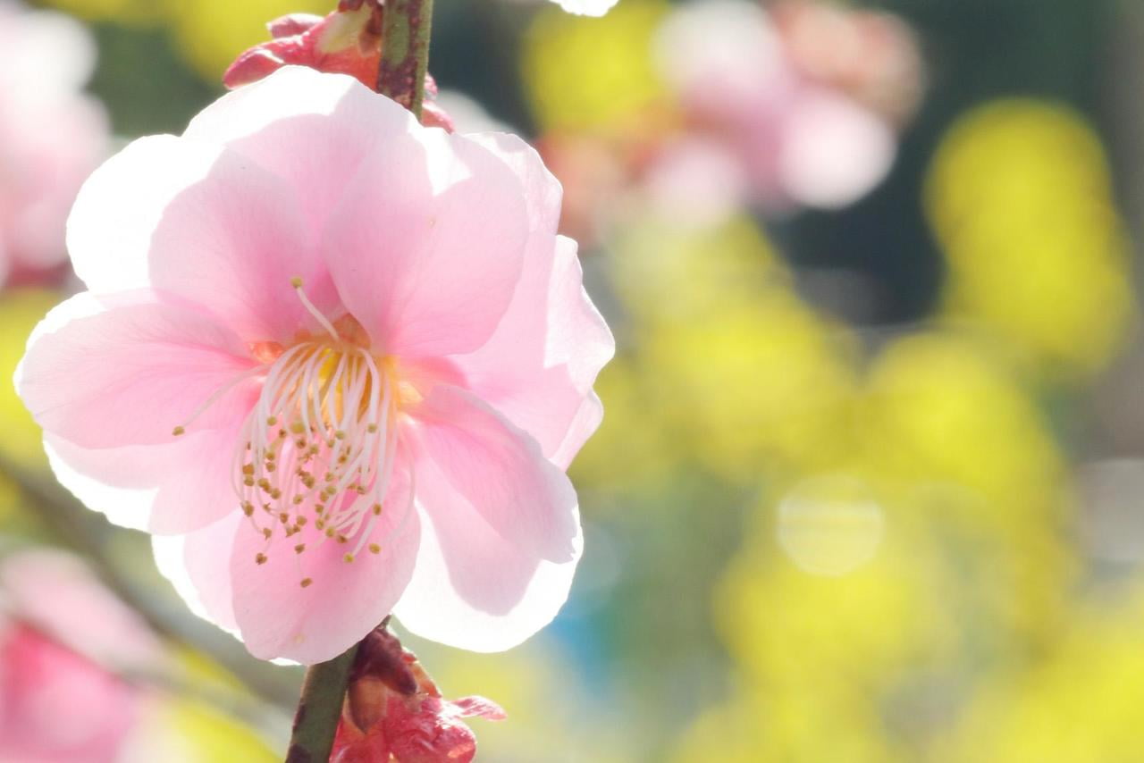 梅のアップと菜の花がバックに咲いている写真.jpg