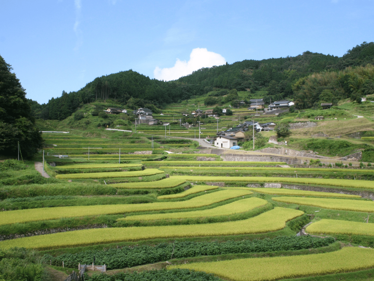 乙大木谷の棚田