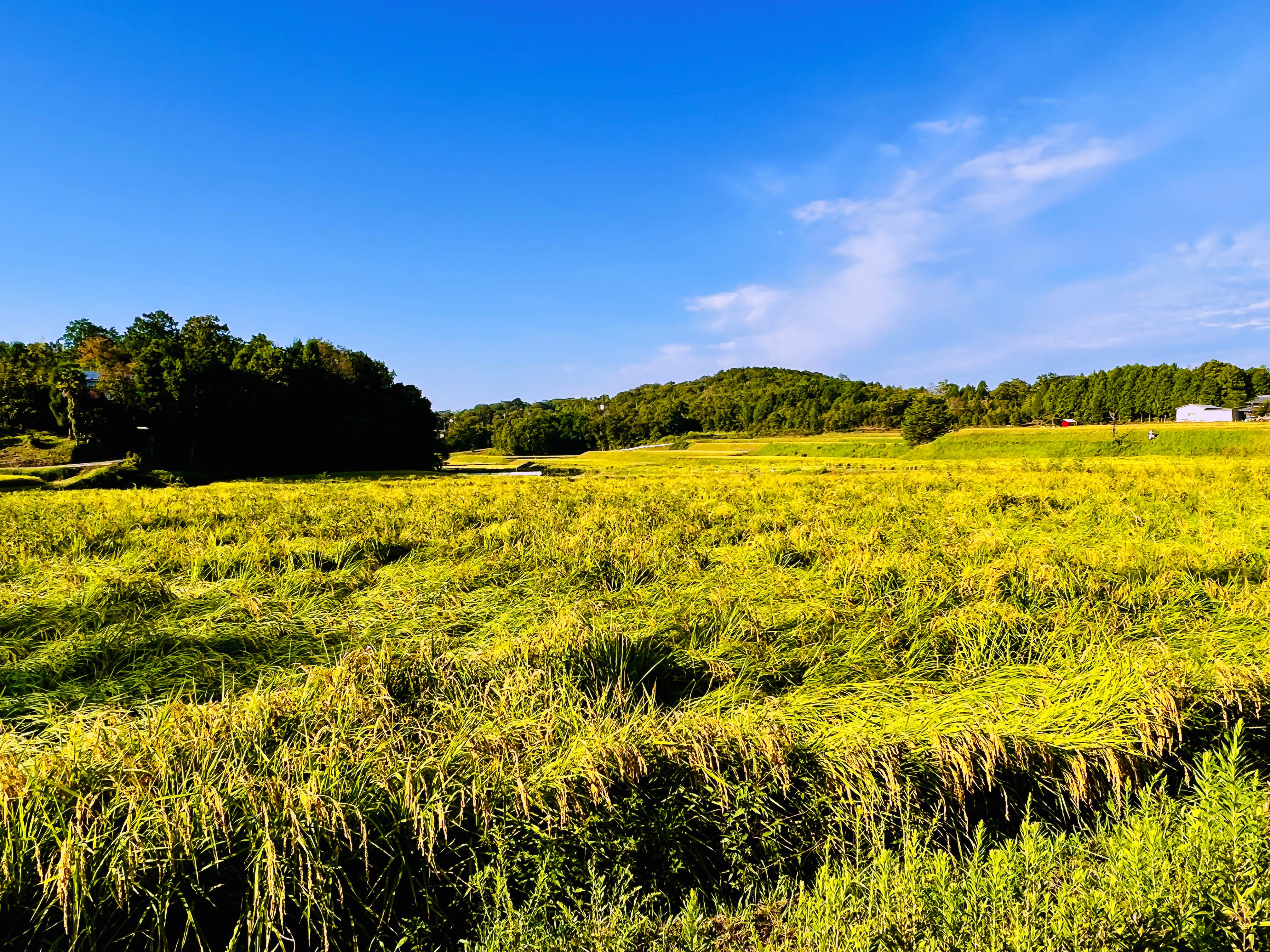 2510_兵庫県産山田錦03_メイン.jpg
