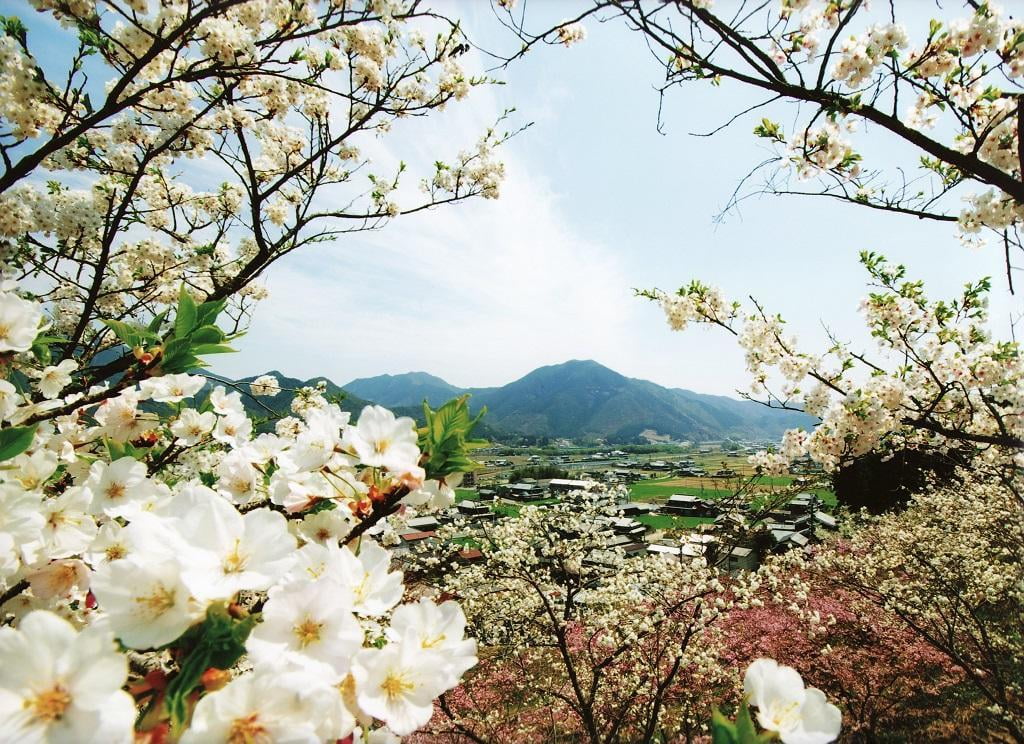 神河町にある桜華園の桜
