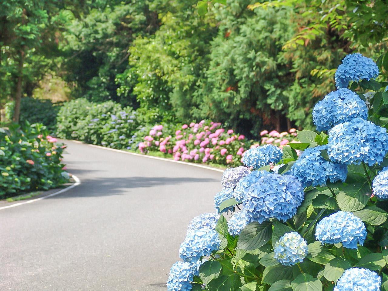 世界の梅公園 あじさいと道の写真