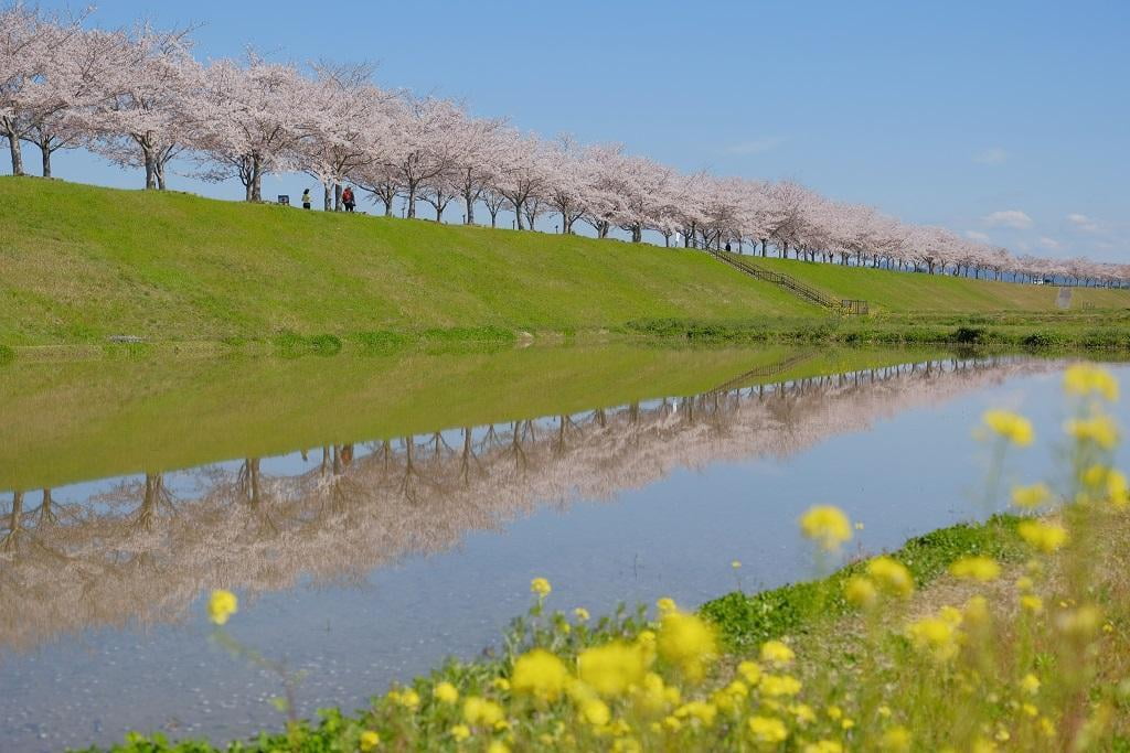 おの桜づつみ回廊の写真