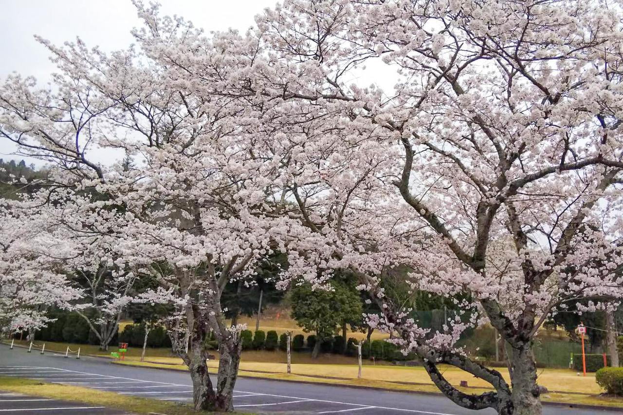 姫路書写ハートフルゴルフクラブの桜の写真.jpg