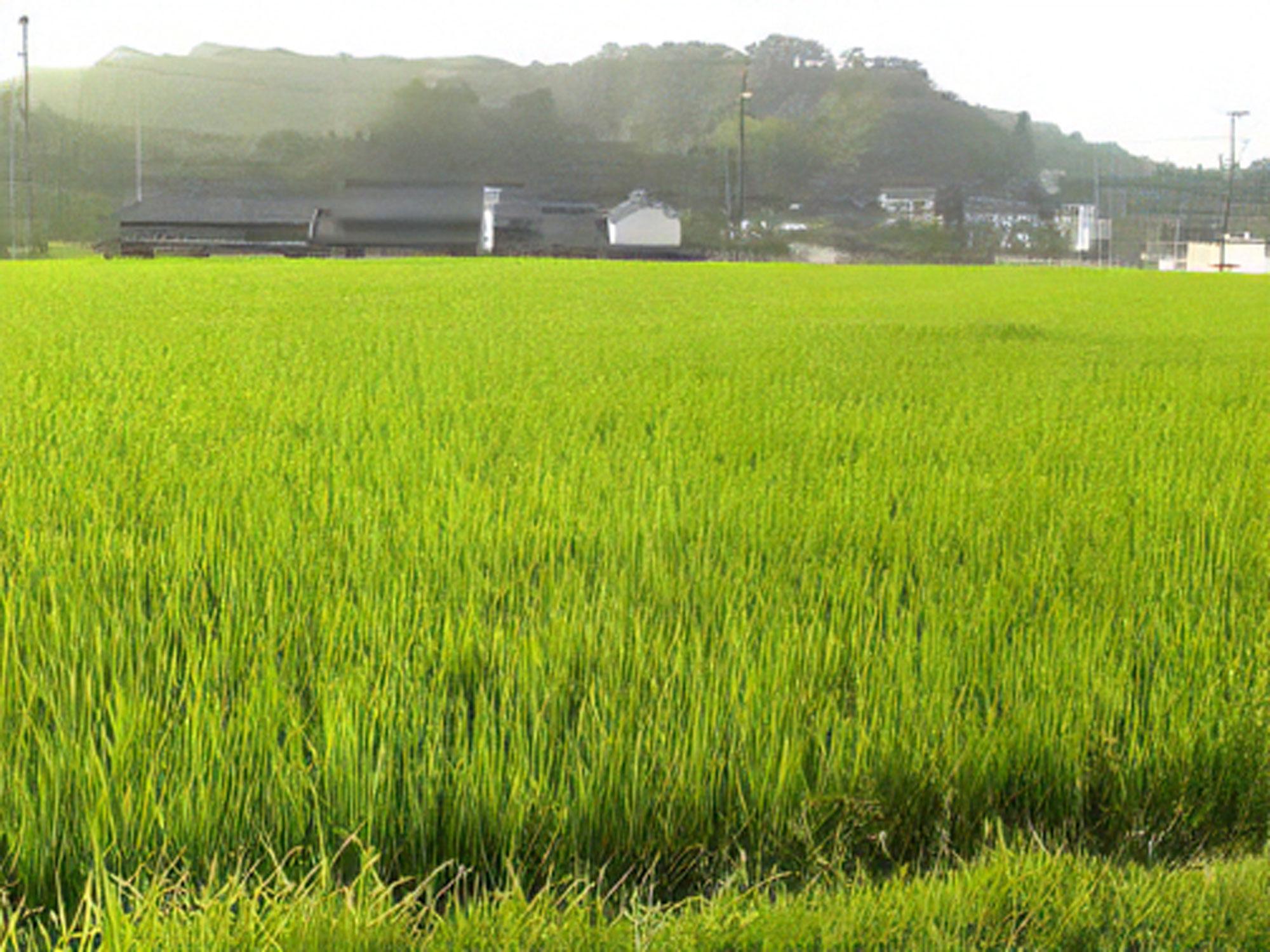 加工済_2507_山田錦_02.jpg