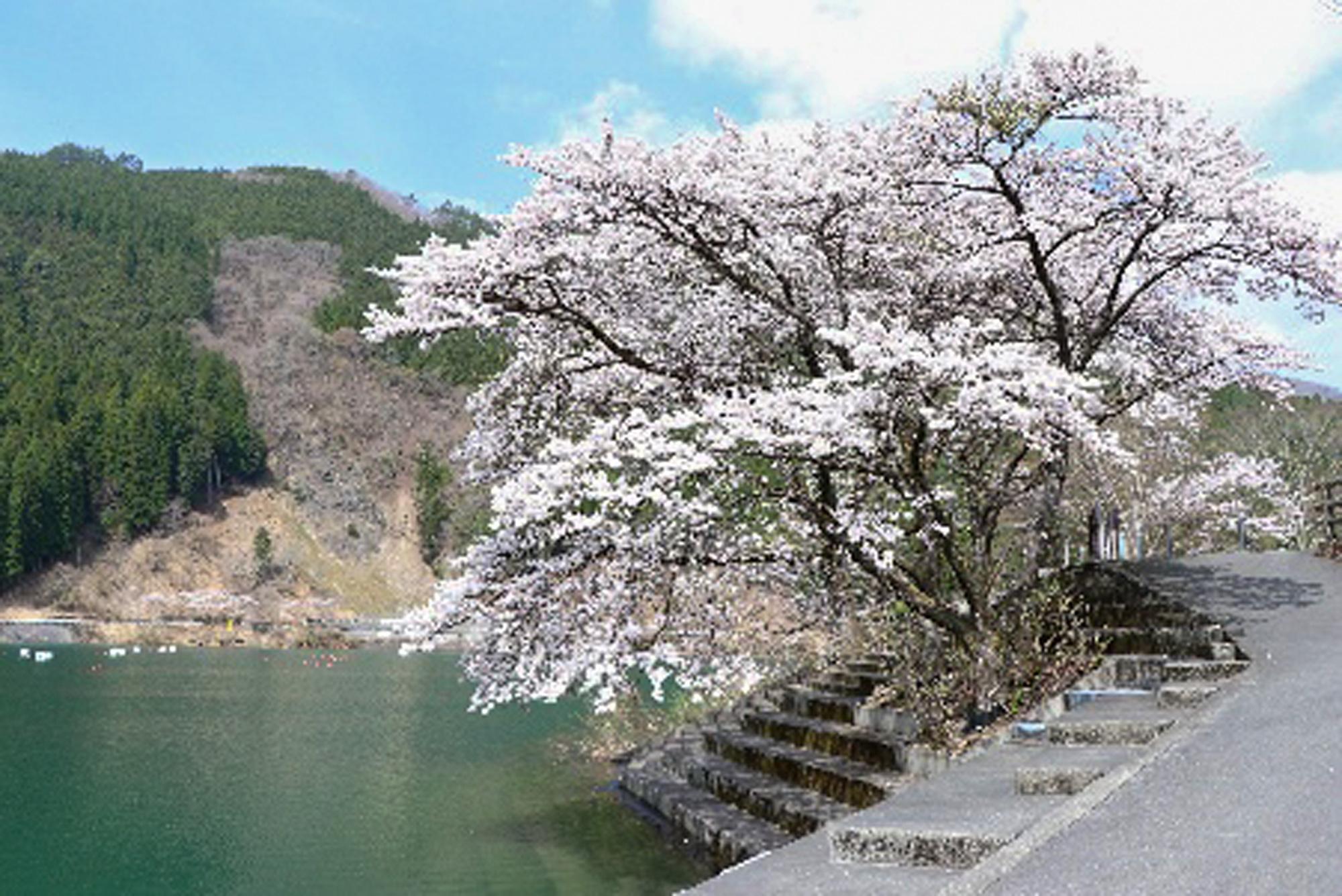 加工済_202604_宍粟_音水湖の桜.jpg