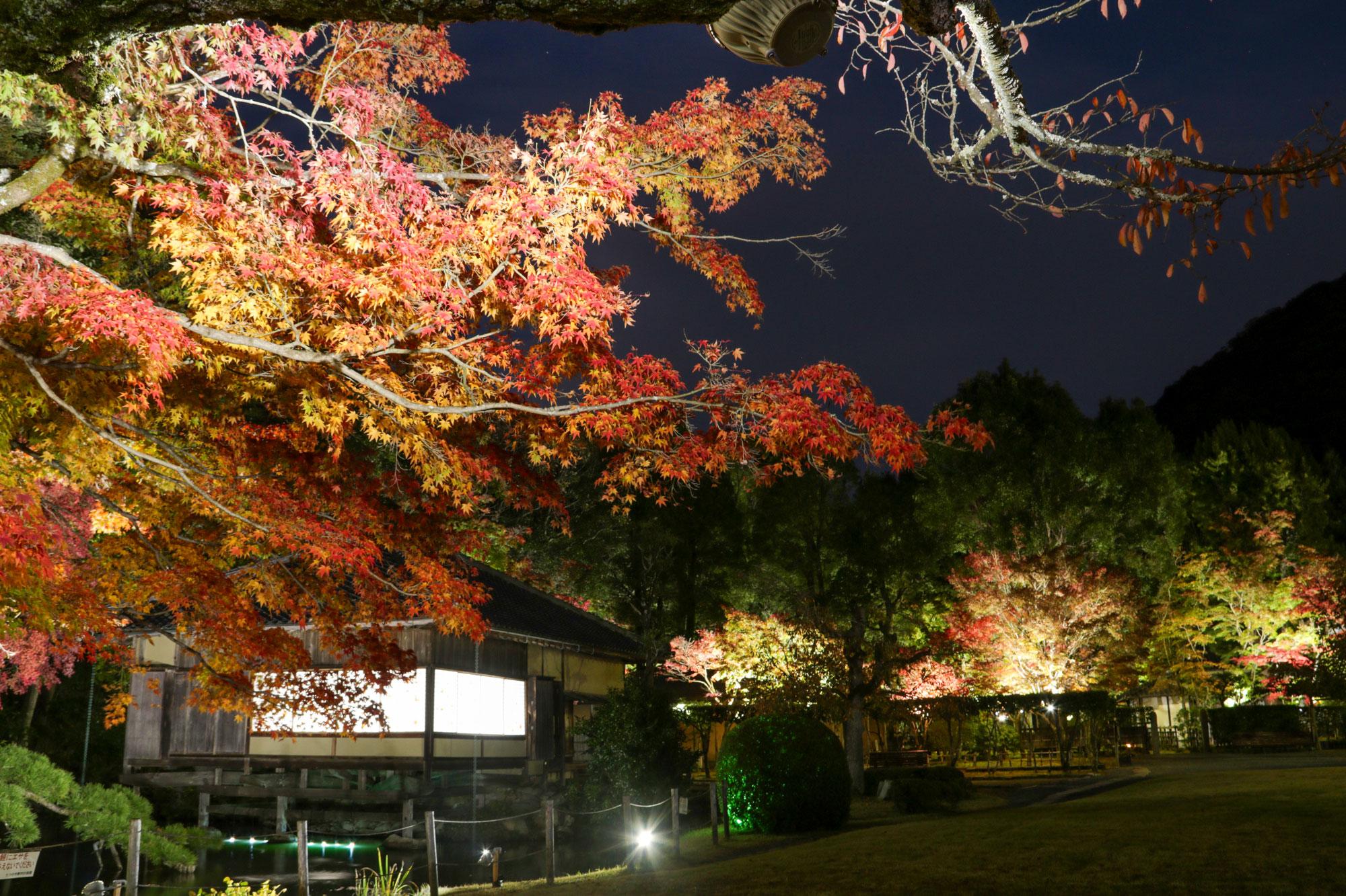 加工済_2411_魅力の播磨-紅葉_龍野公園_写真.jpg