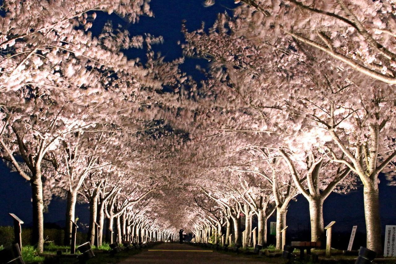 おの桜づつみ回廊ライトアップの写真