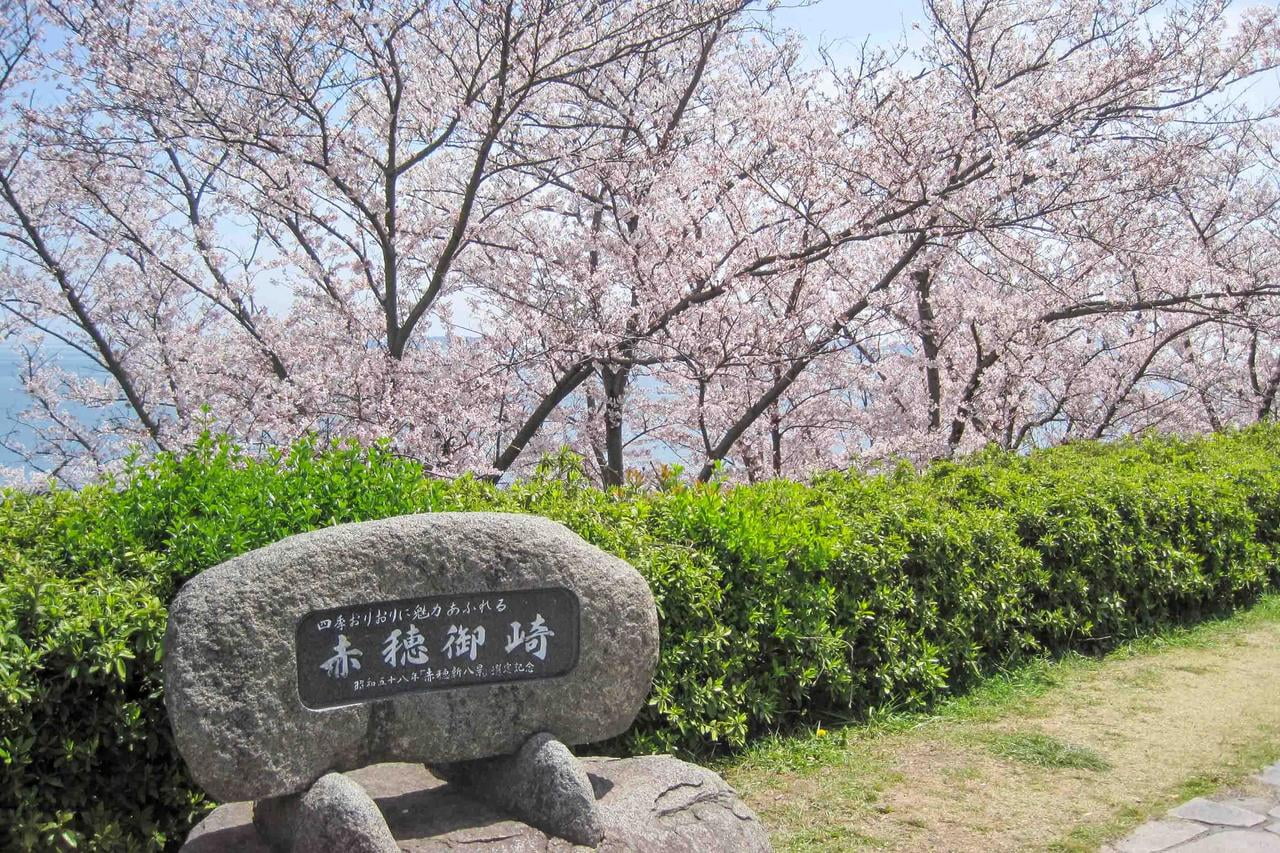 赤穂御崎の御崎東展望公園の桜の風景4.jpg