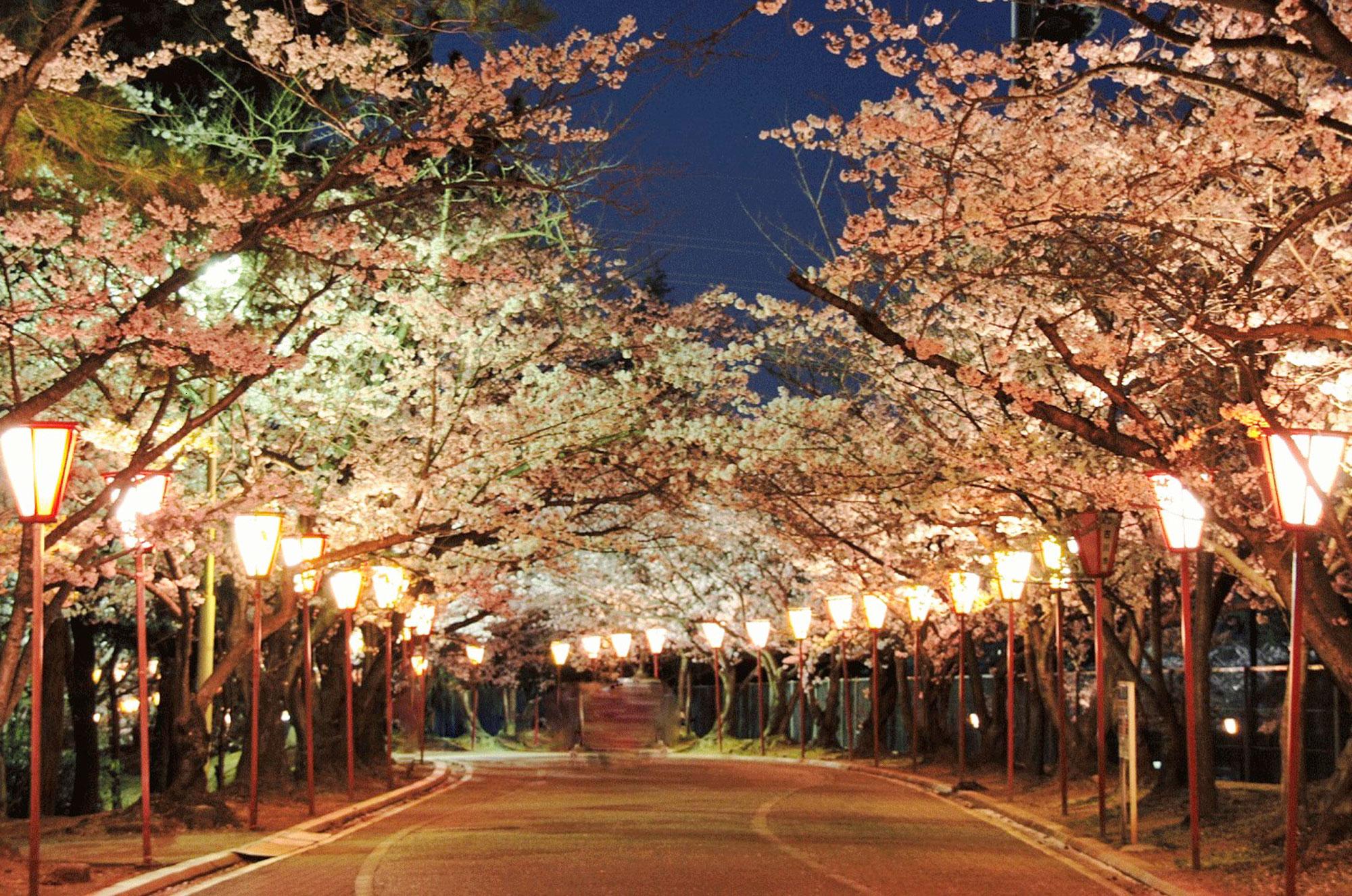 加工済_日岡山公園ライトアップ.jpg