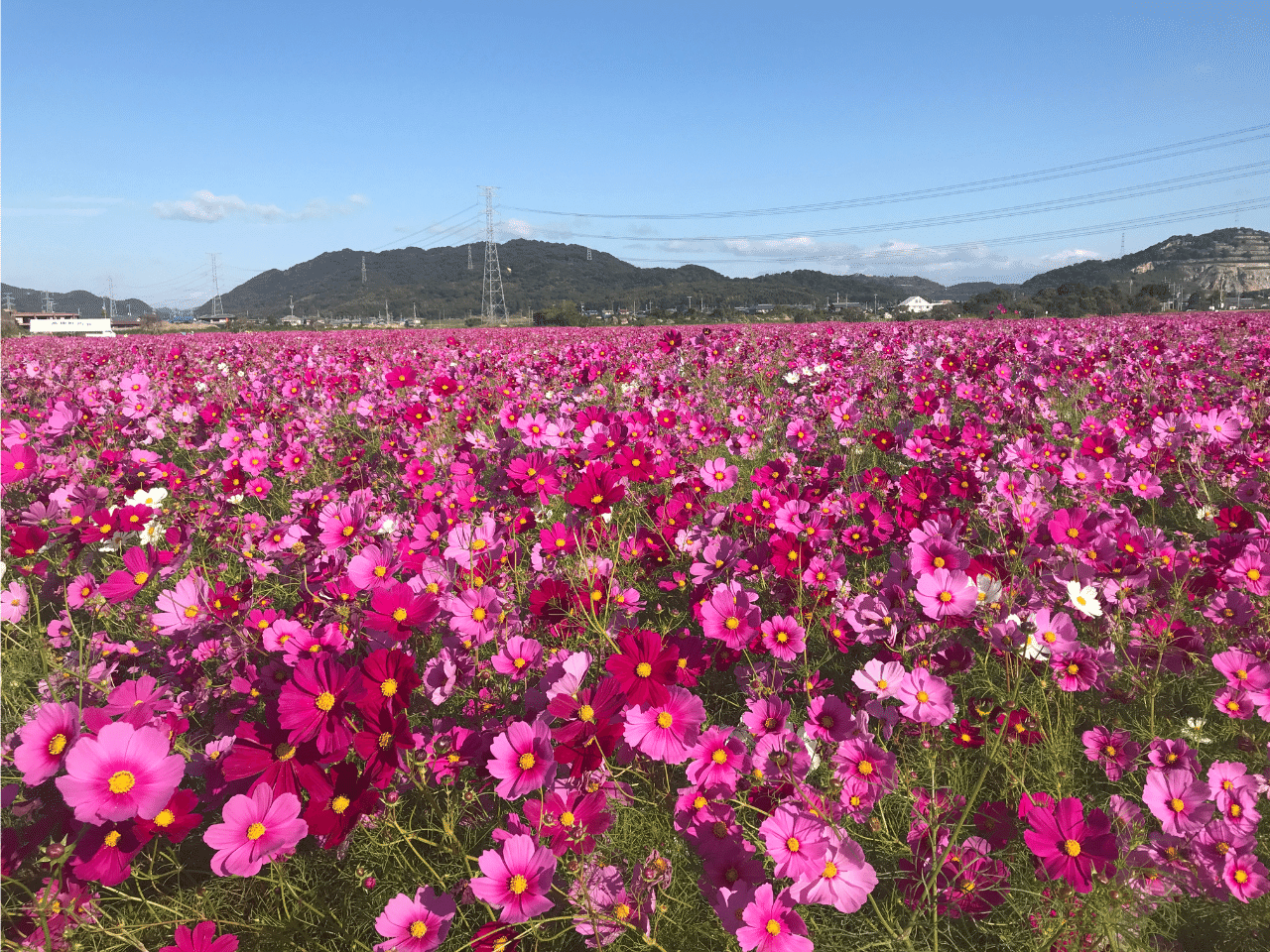 志方東のコスモス畑