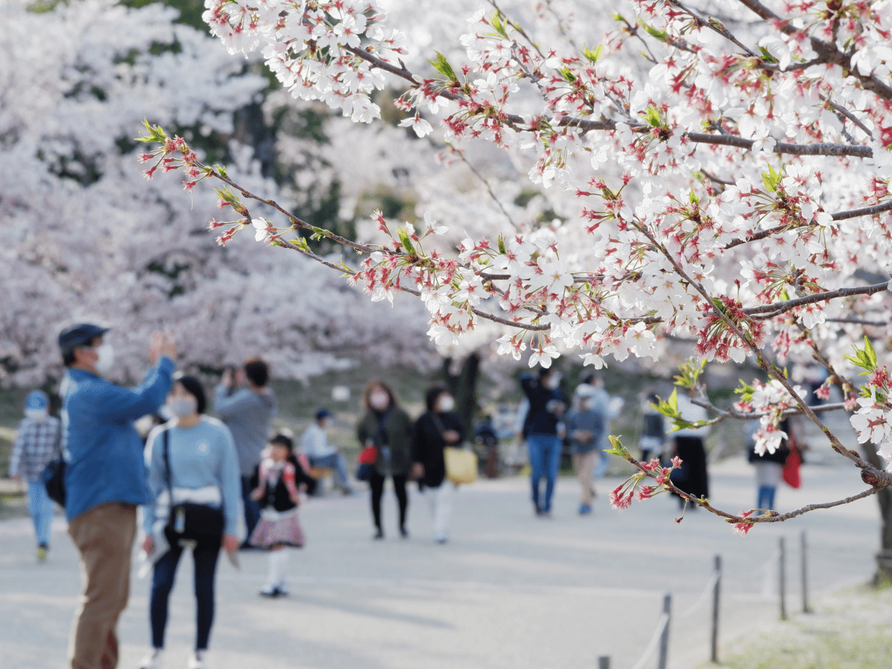 桜を楽しむ人達