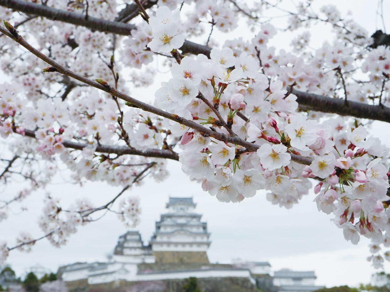 3月31日の三の丸広場の桜.jpg