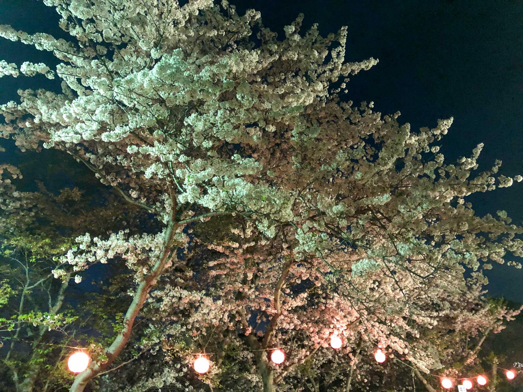 加工済_赤穂東御崎公園夜桜②.jpg