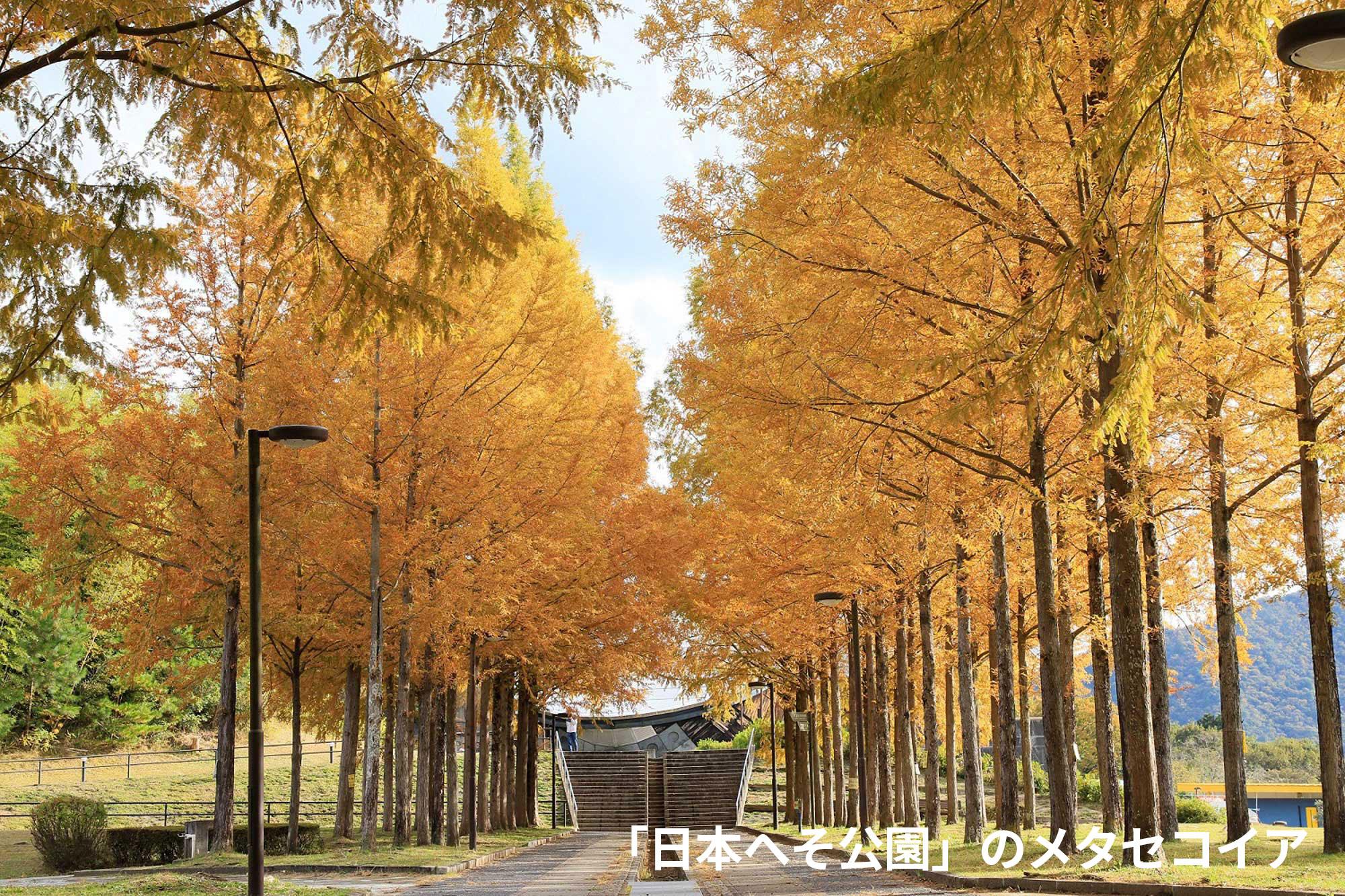 加工済_2502_ふるさと納税_西脇市_写真04(へそ公園メタセコイア)_文字入れ版.jpg