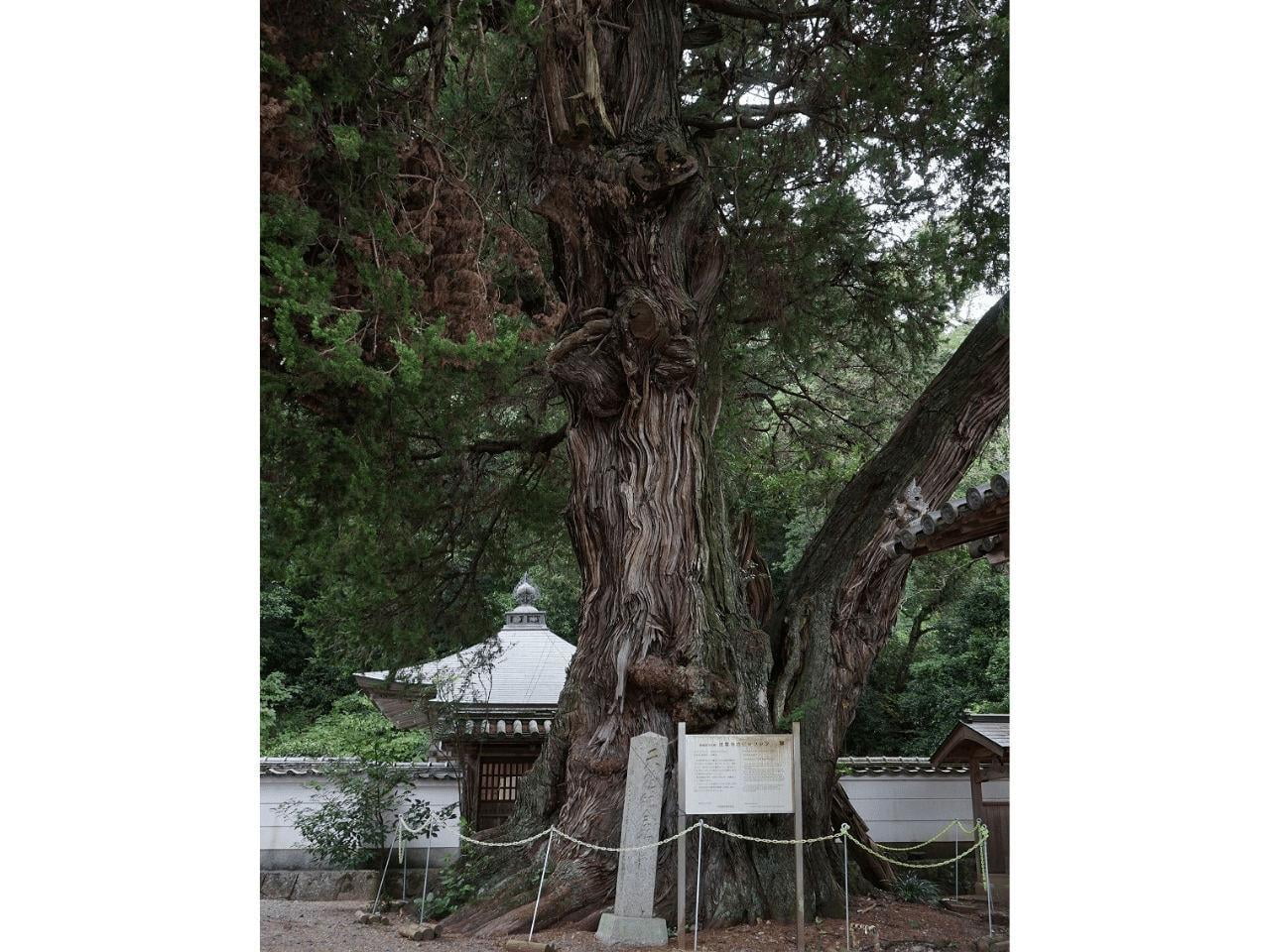 法雲寺のビャクシン