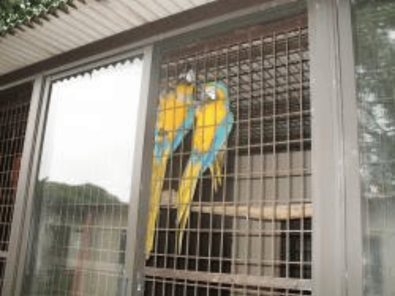 インコ