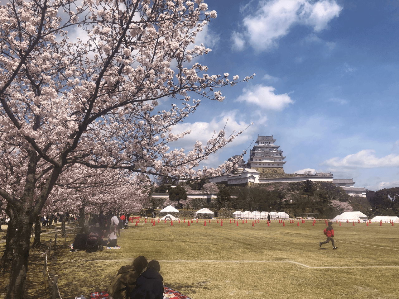 三の丸広場の桜