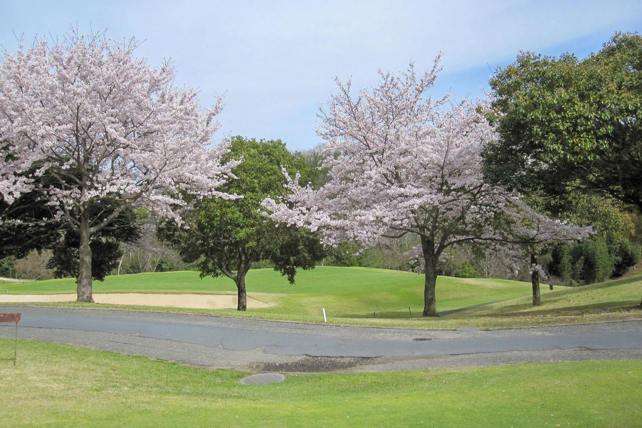姫路市にある白鷺18番グリーン横の桜の写真.jpg