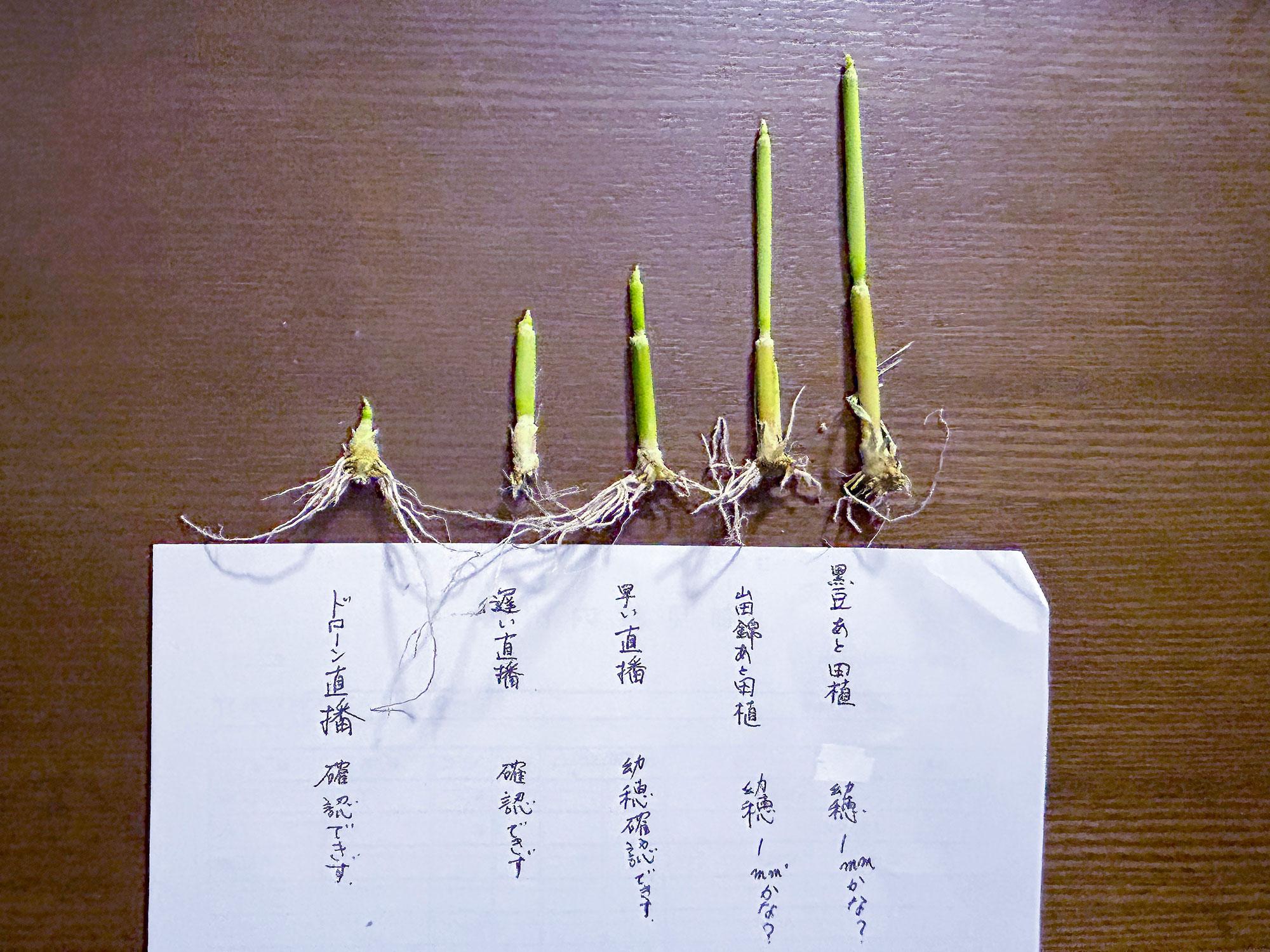 加工済_2510_兵庫県産山田錦01_02_b追加.jpg