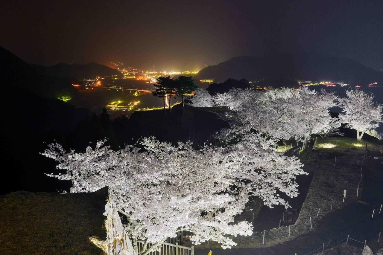 竹田城跡の夜桜ライトアップの写真.jpg