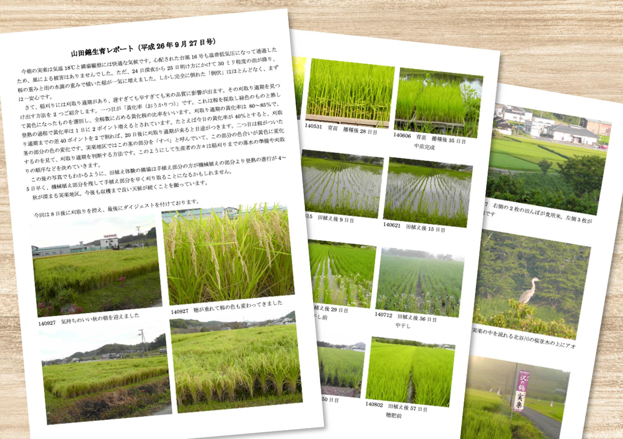 加工済_2507_山田錦_05.jpg