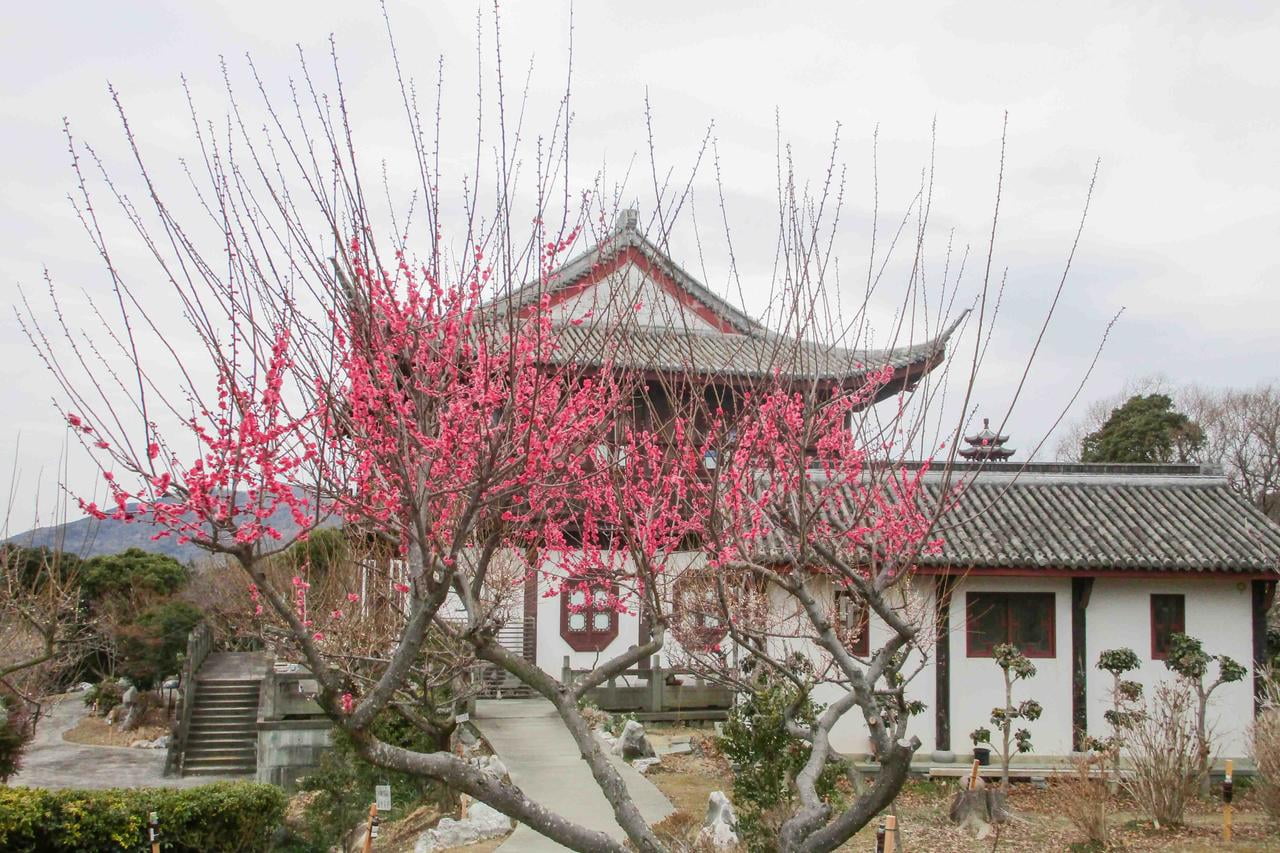 たつの市世界の梅公園の紅梅と中国建築が織りなす異国情緒溢れる景色