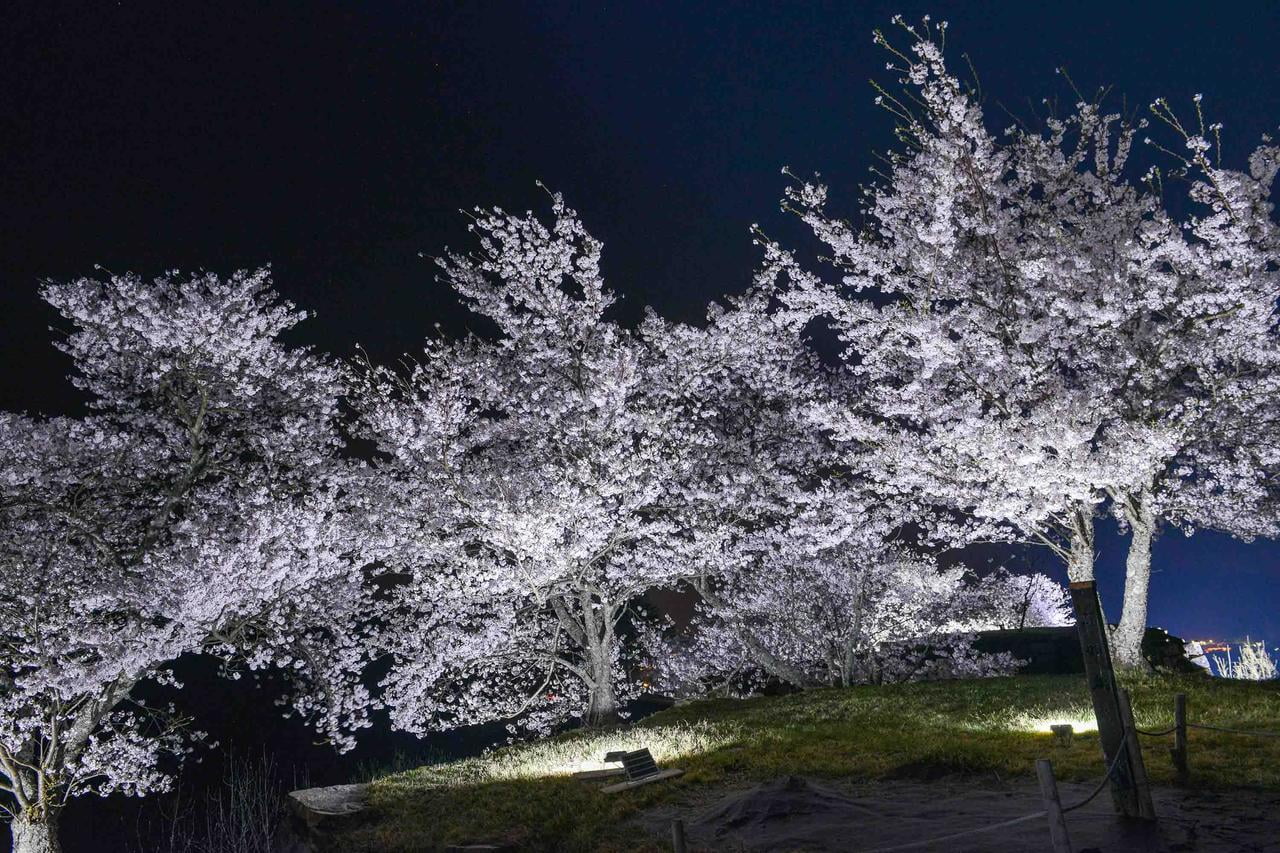 竹田城跡の夜桜ライトアップの写真.jpg