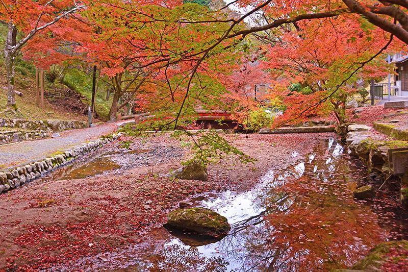 東山公園の紅葉の写真
