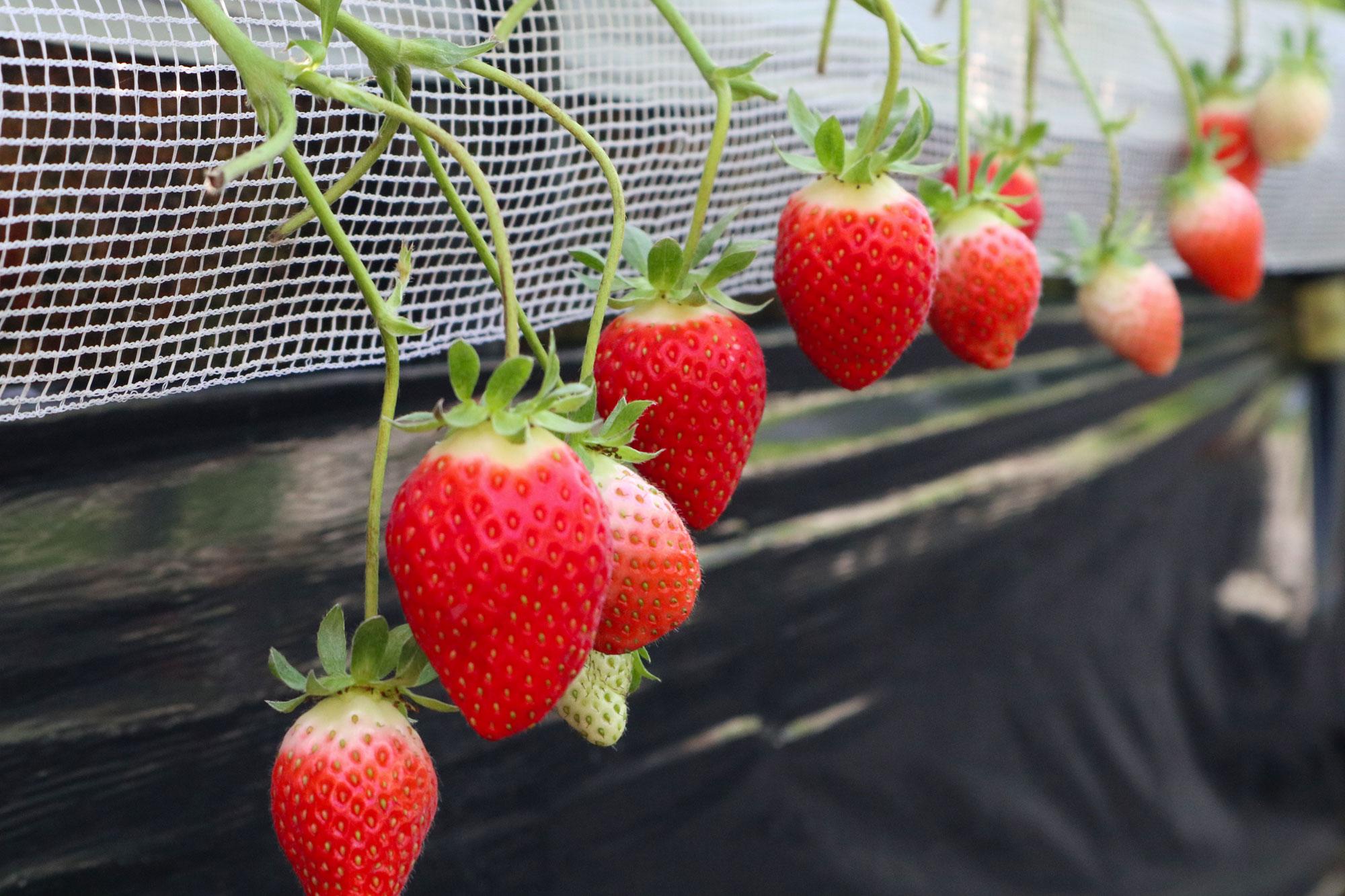加工済_2602_巻頭特集「イチゴ」_姫路ハートフル観光農園_写真01.jpg