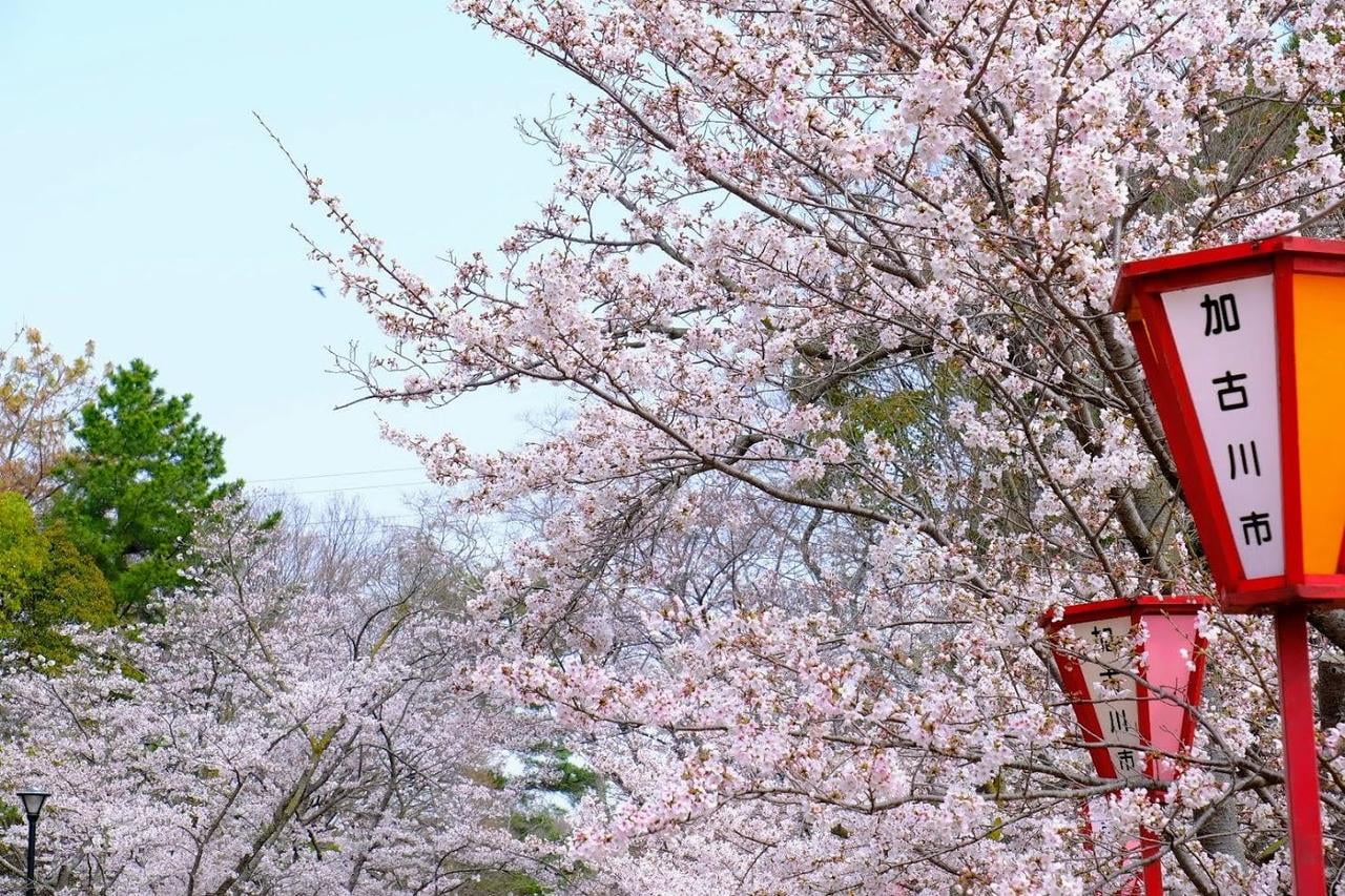 日岡山公園の写真