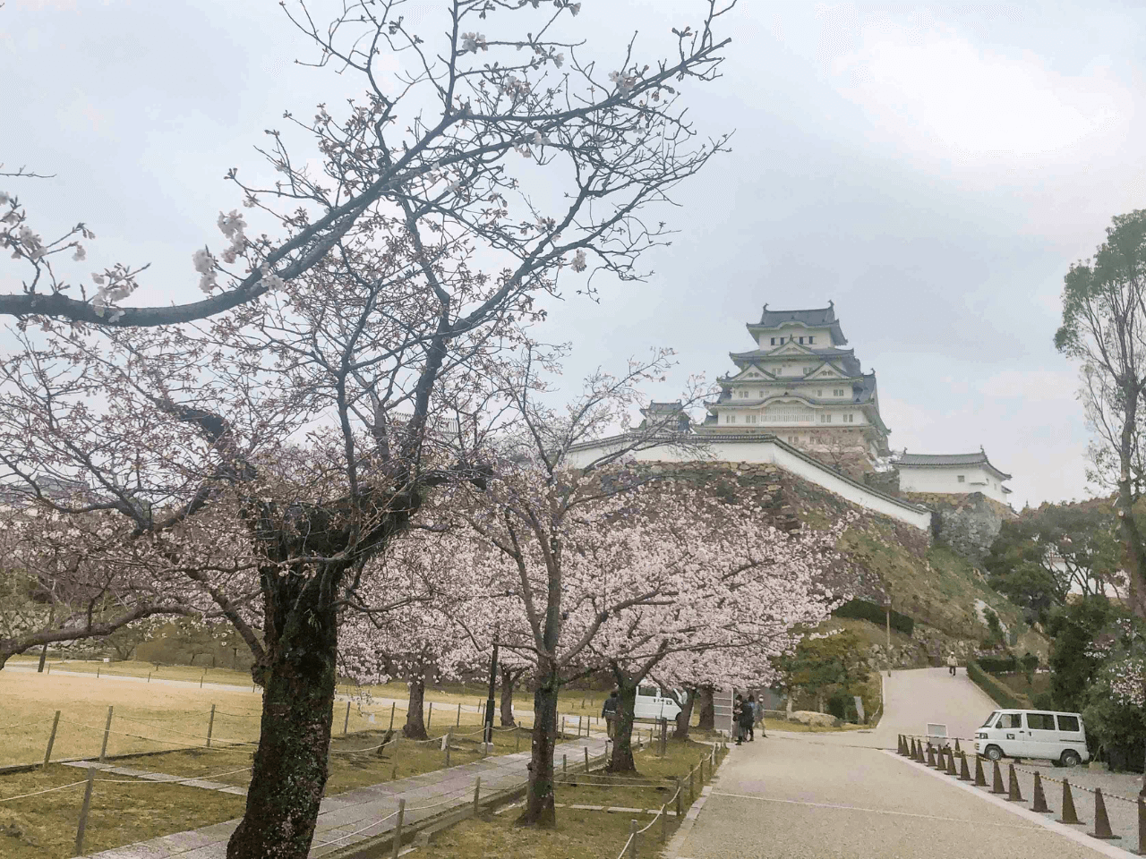 姫路城の桜