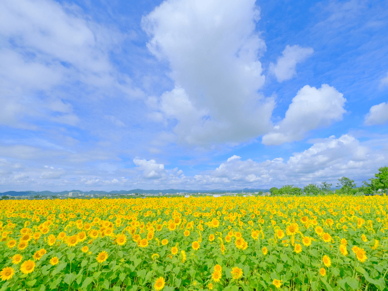 小野市にあるひまわりの丘公園のひまわり.png