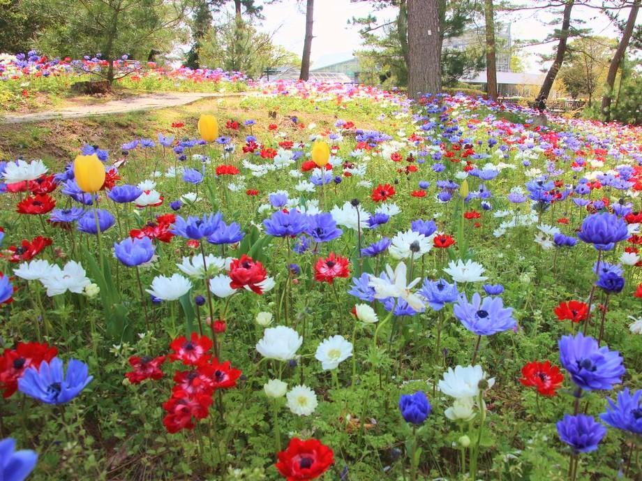 兵庫県立フラワーセンターの林床花壇