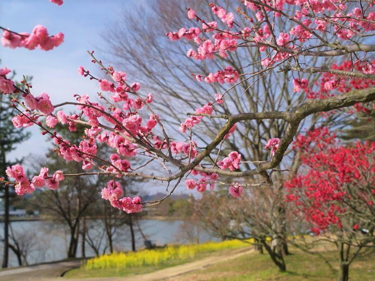 兵庫県立フラワーセンターのウメ園