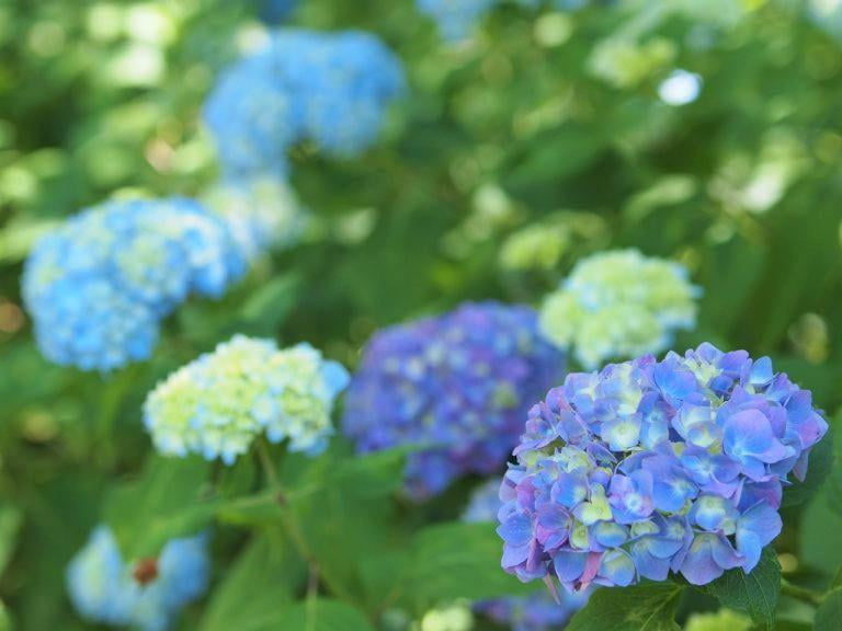 兵庫県立フラワーセンターのアジサイ園