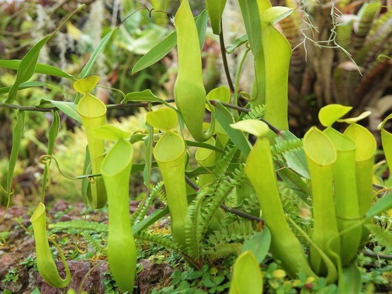 兵庫県立フラワーセンターの食虫植物室