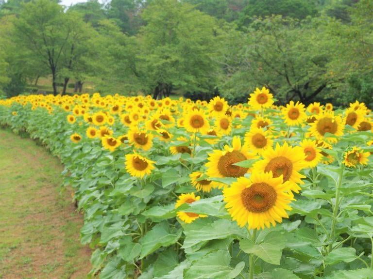 兵庫県立フラワーセンターのふれあい花壇