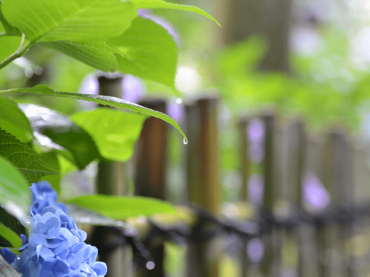 雨に濡れるアジサイの写真