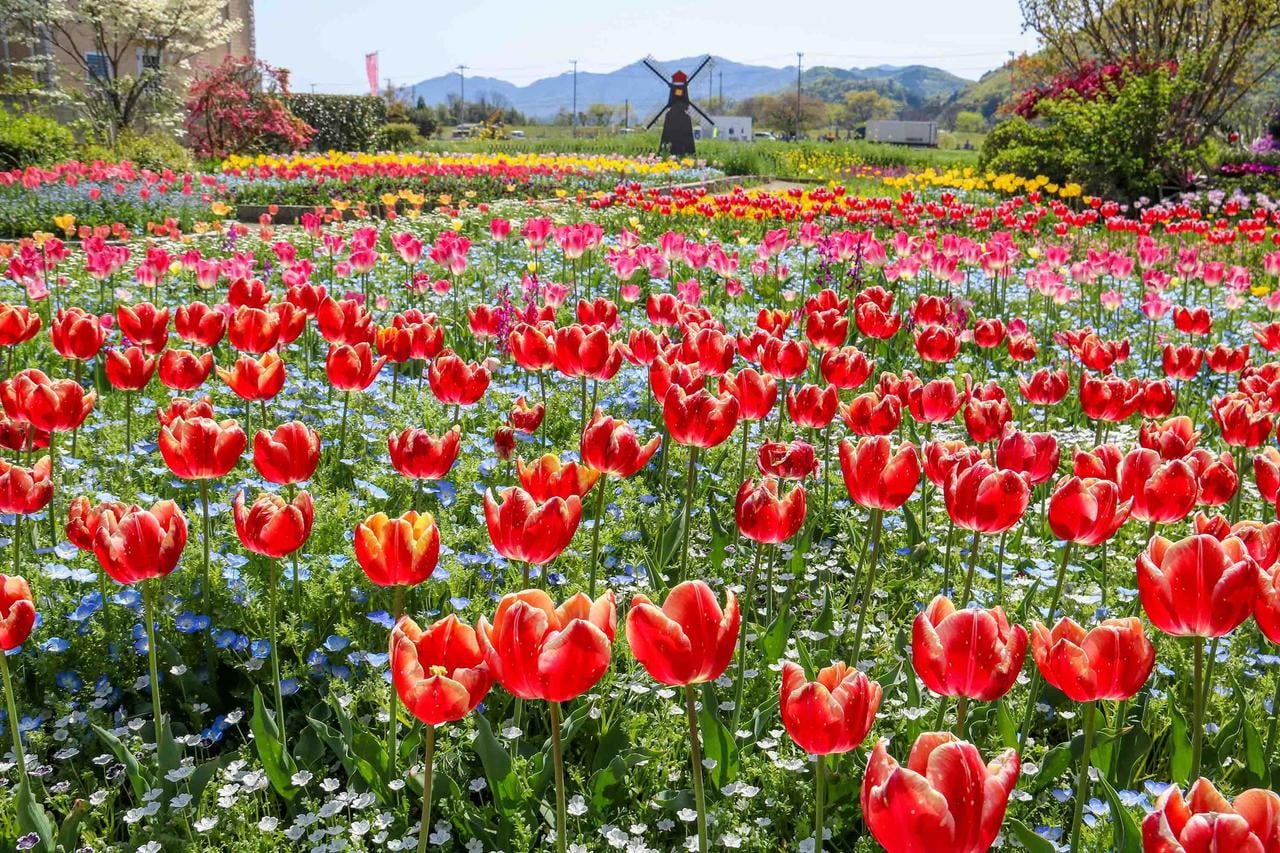 たつの市新宮町で開催されるオープンガーデンinしんぐうの会場であるちづちゃんの花園の風車と花壇に植えられたチューリップの写真