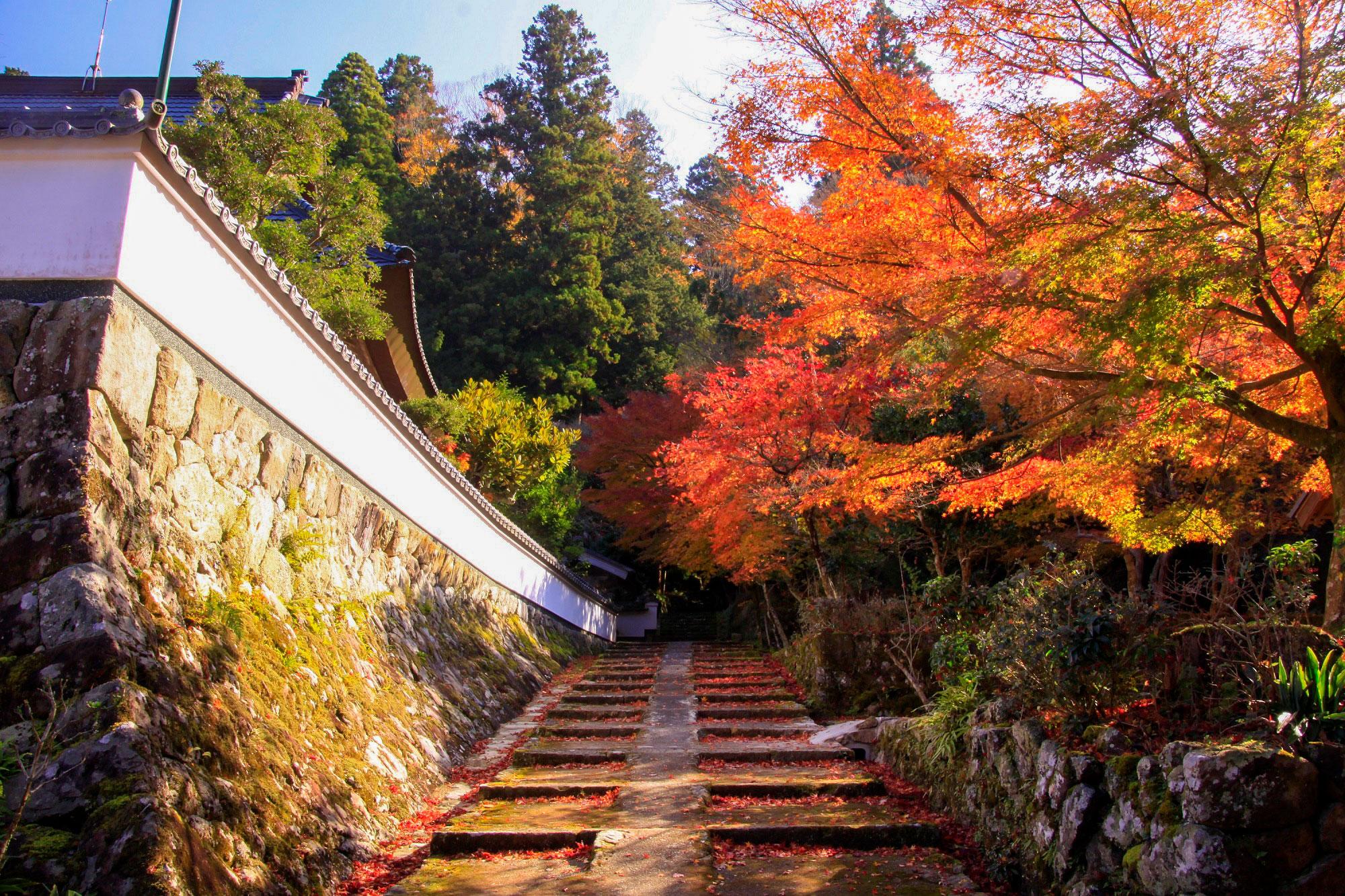 加工済_2411_魅力の播磨-紅葉_荘厳寺_写真.jpg