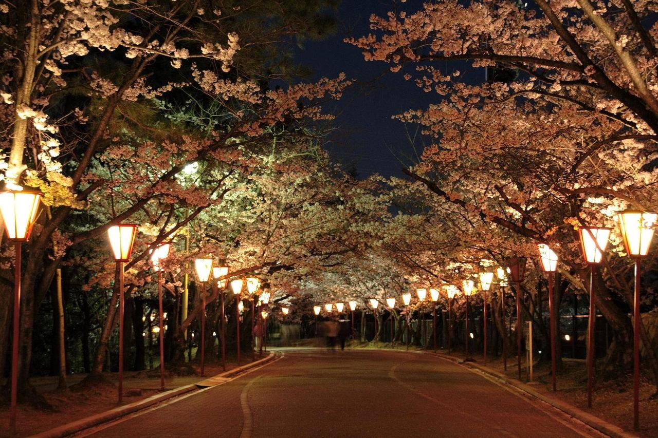 日岡山ライトアップの写真