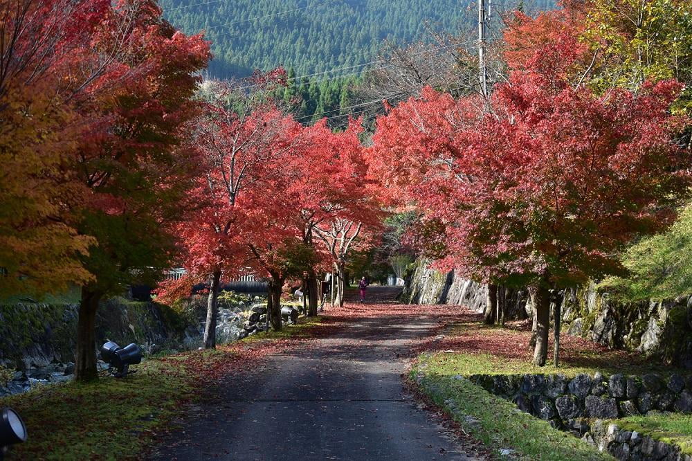 原リンゴ園.jpg