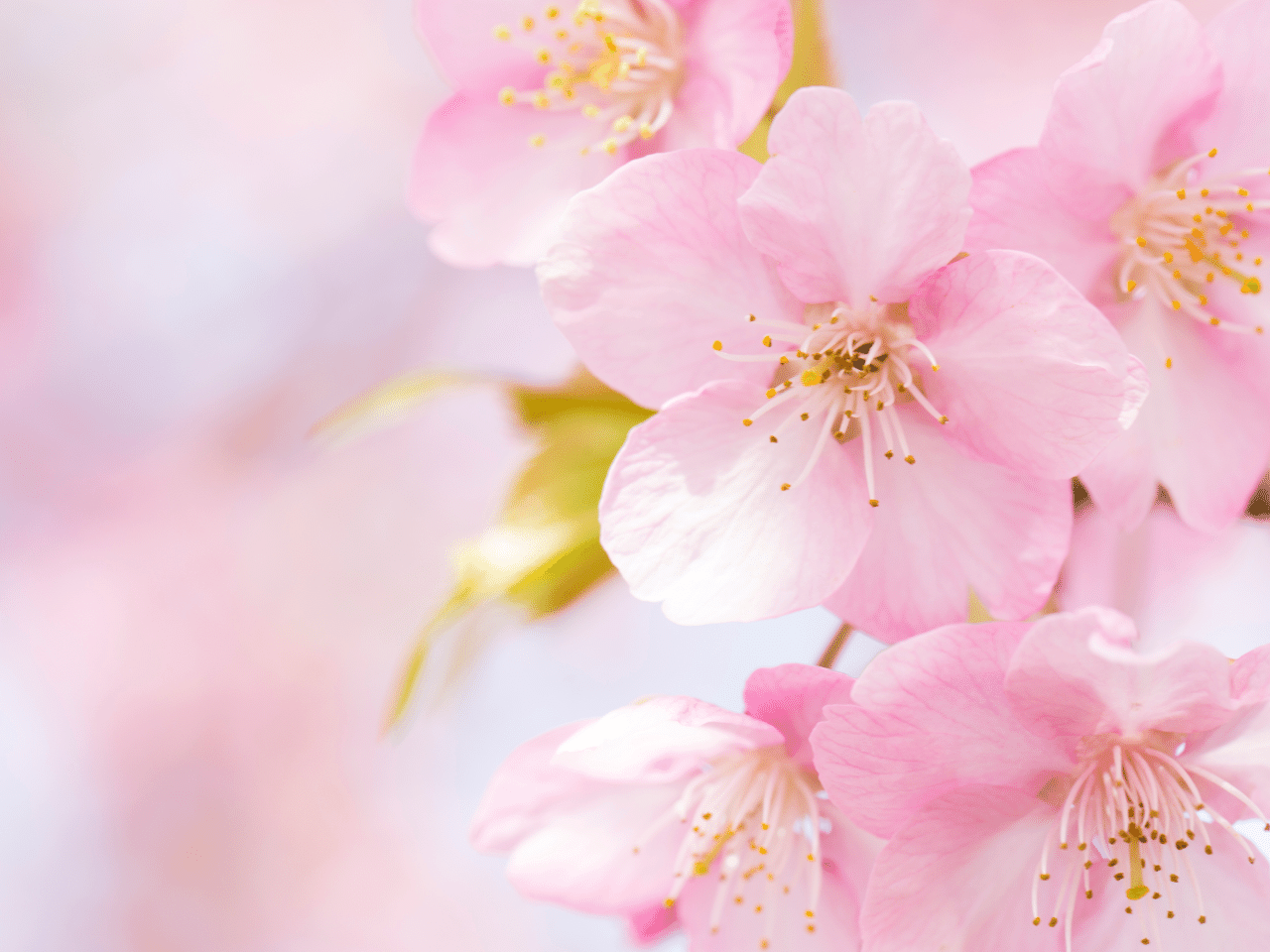 桜の花