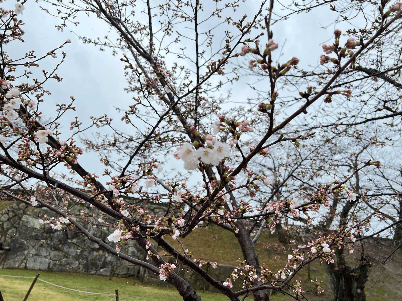 開花した桜20220326.png